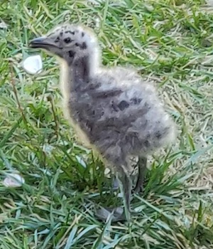 The first baby seagull looking pathetic on the lawn
