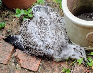 Baby seagull 2, stone dead